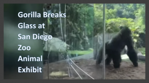 Gorilla Breaks Glass
