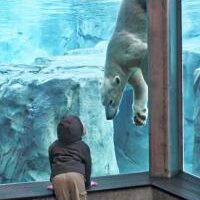 Oregon Zoo Polar Bear Primate and Rhino Habitat Glass Engineering